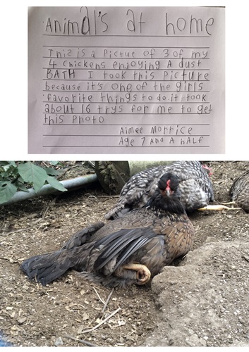 Animals at Home - Photography Competition Spot Prize Winner: Aimee (7). SPCA's Feedback - This is a wonderful image of chickens enjoying their home and expressing a natural behaviour - taking a dust bath.  